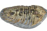 Rare Treveropyge Trilobite - Exceptional Specimen #376903-3